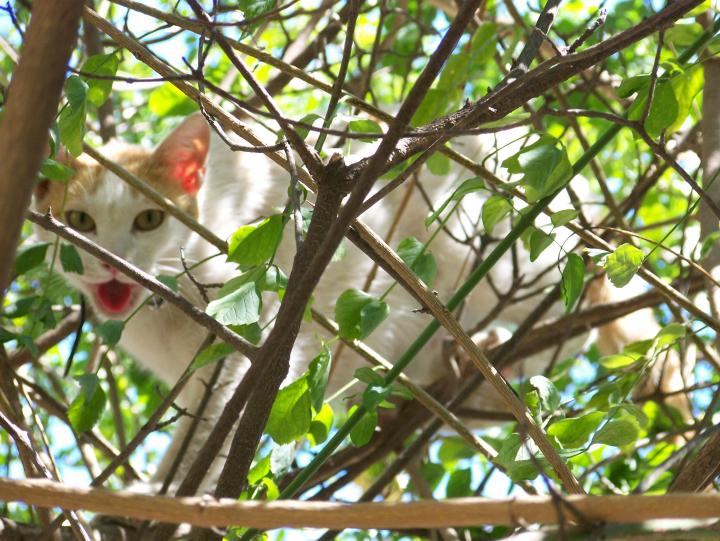 Talking Cat in the Bush on Spetses Island in Greece (July 2007)